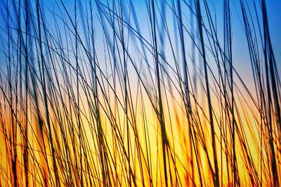 Close-up of plants against sky during sunset