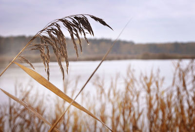 Close-up of reeds growing on field against sky