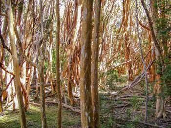 Trees in forest