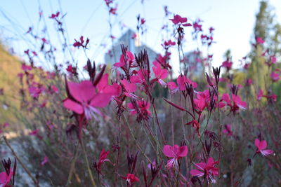 Close-up of pink flowering plants on field