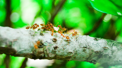 Close-up of tree trunk