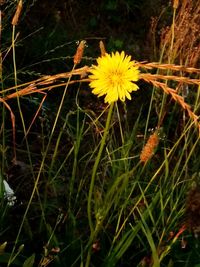 Close-up of yellow flowering plant on field