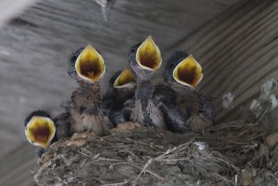 High angle view of newborn robins in nest