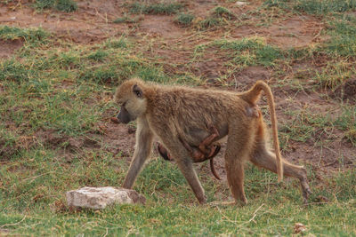 Monkey walking on field