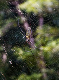 Close-up of spider on web