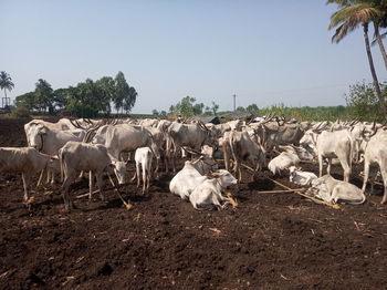 View of sheep on landscape against sky