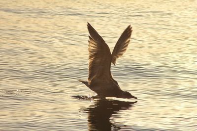 Close-up of duck swimming in lake