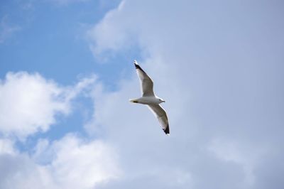 Low angle view of seagull flying