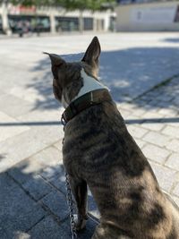 View of a dog on footpath