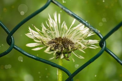 Close-up of wet plant