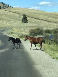 Horses on a field