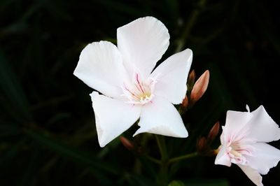 Close-up of white rose flower