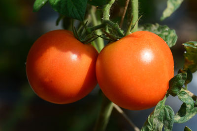 Close-up of tomatoes