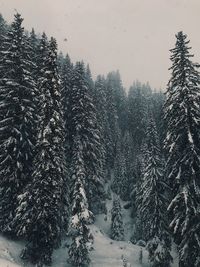 Snow covered pine trees in forest against sky