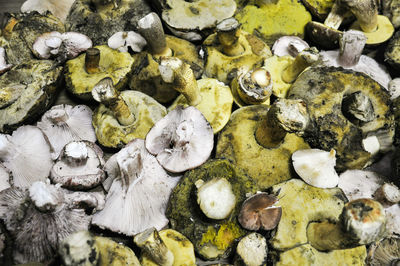 Full frame shot of lizard