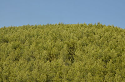 Scenic view of landscape against clear sky