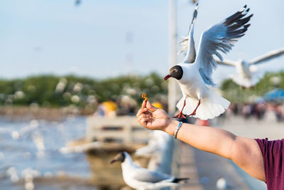 Seagull eating food in the sky from human hand at samut prakan, thailand.