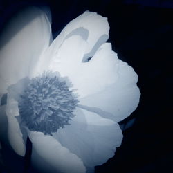 Close-up of white flower against black background