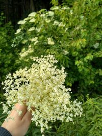 Midsection of person holding flowering plant