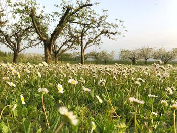 Scenic view of flowering plants on field against sky