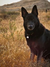 Portrait of black dog sitting on field