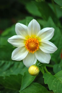 Close-up of white flower
