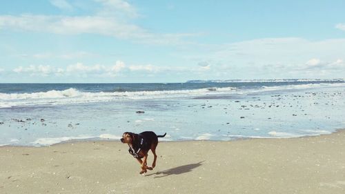 Dog on beach by sea against sky