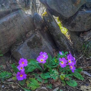 High angle view of flowers on rock