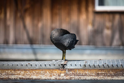 Close-up of bird perching on railing