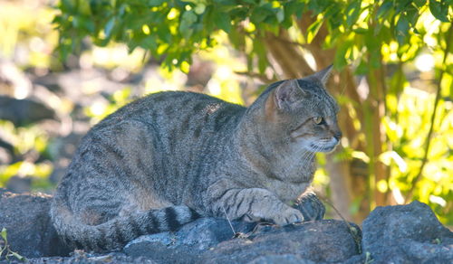 Cat sitting on rock