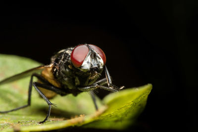 Close-up of fly