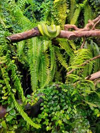 Close-up of plants