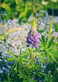 Close-up of flowers blooming outdoors