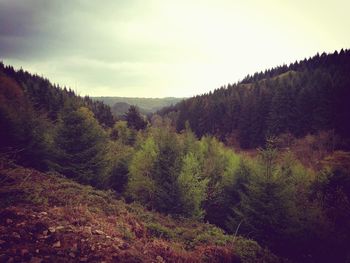 Scenic view of forest against sky