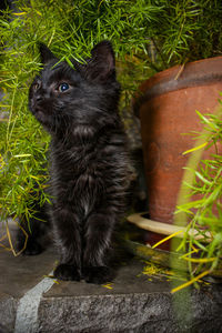 Black cat on potted plant