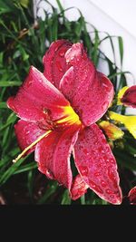 Close-up of water drops on pink flower