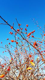 Low angle view of berries growing on tree against sky