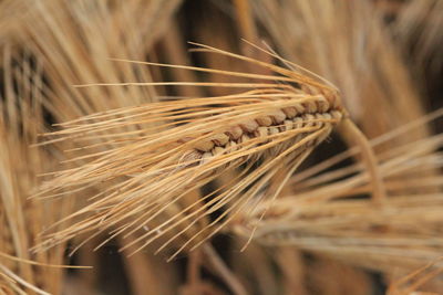 Close-up of stalks in the field