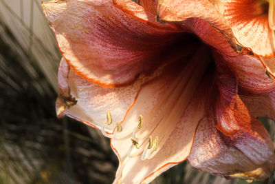 Close-up of wilted flower in sunlight