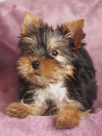 Portrait of dog