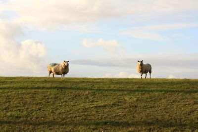 Sheep standing on field against sky