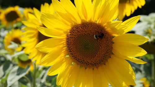Close-up of honey bee on sunflower