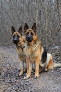 Portrait of a dog