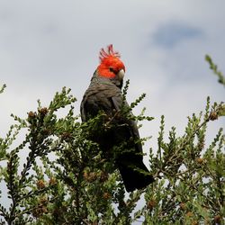 Low angle view of bird perching on tree against sky