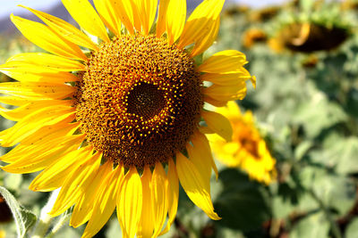 Close-up of sunflower