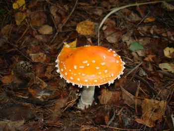 Close-up of mushrooms