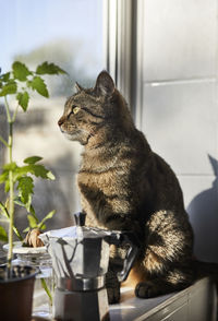 Cat sitting on table