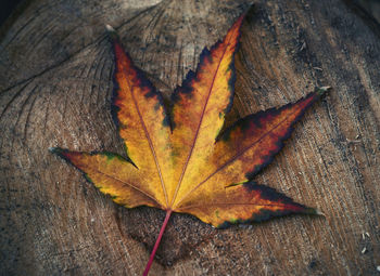 Close-up of maple leaves