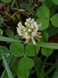 Close-up of white flowering plant