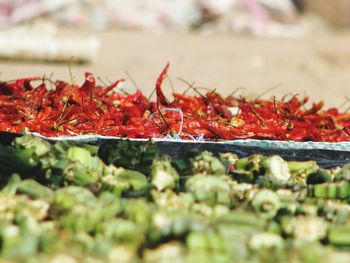 Close-up of red chili peppers